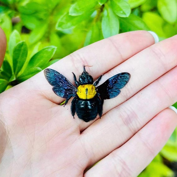 キバチ科クマバチ属（Xylocopa Confusa）が昆虫を拡散 - Etsy 日本