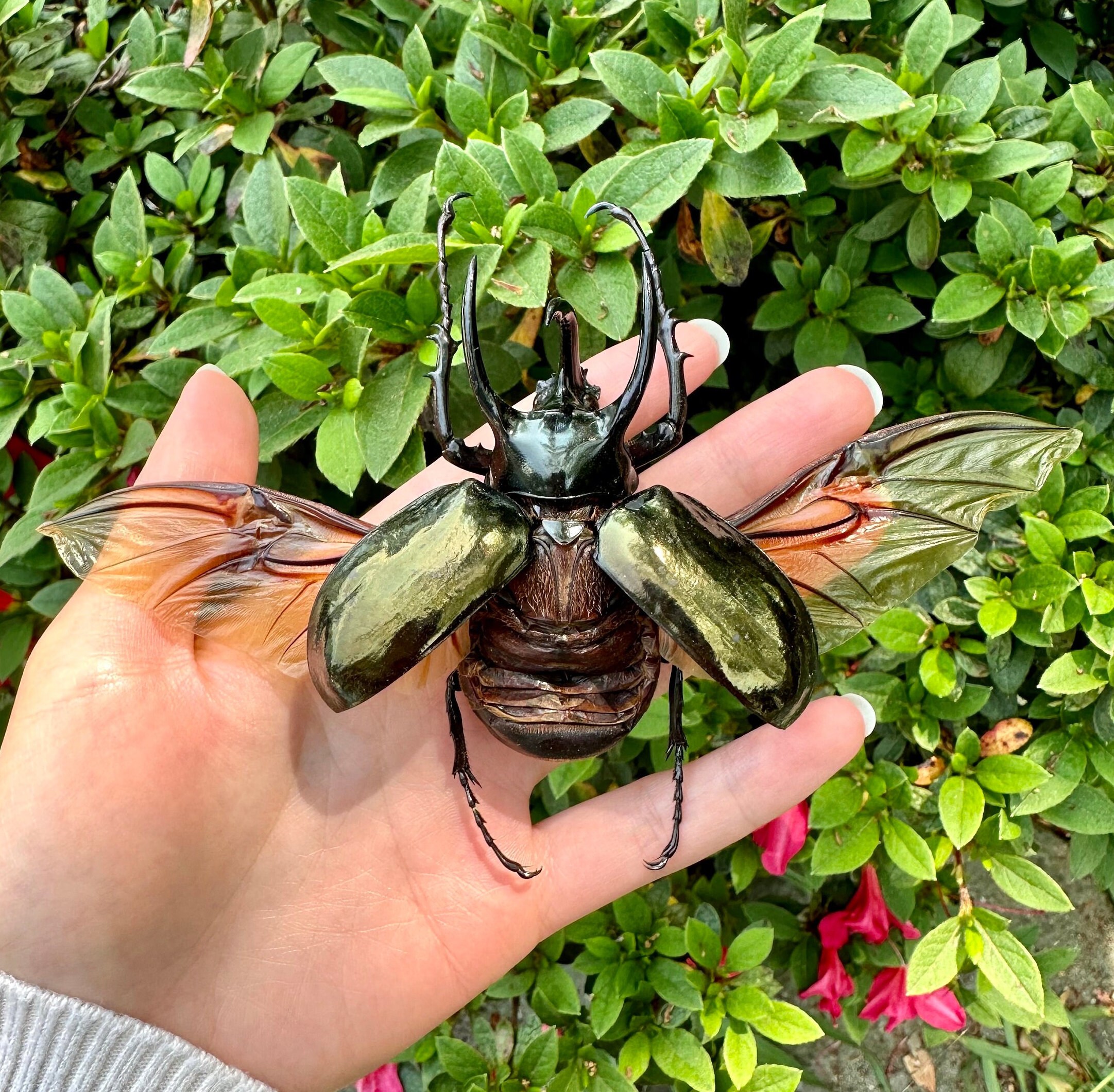Chalcosoma Atlas Keyboh Rhinoceros Giant Beetle Atlas Beetle HUGE