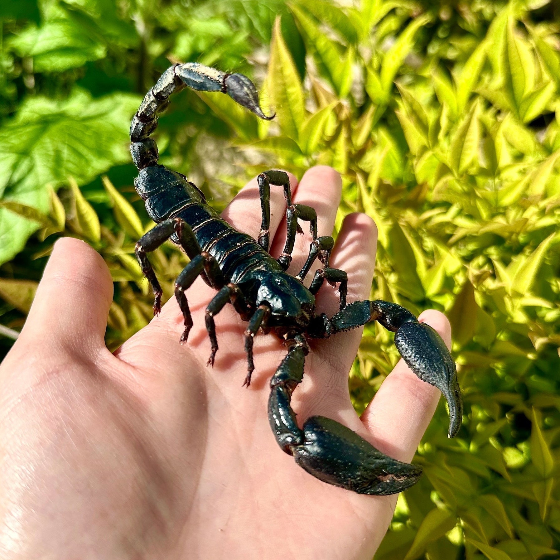 REAL Giant Scorpion SPREAD/UNSPREAD Heterometrus Laoticus Black
