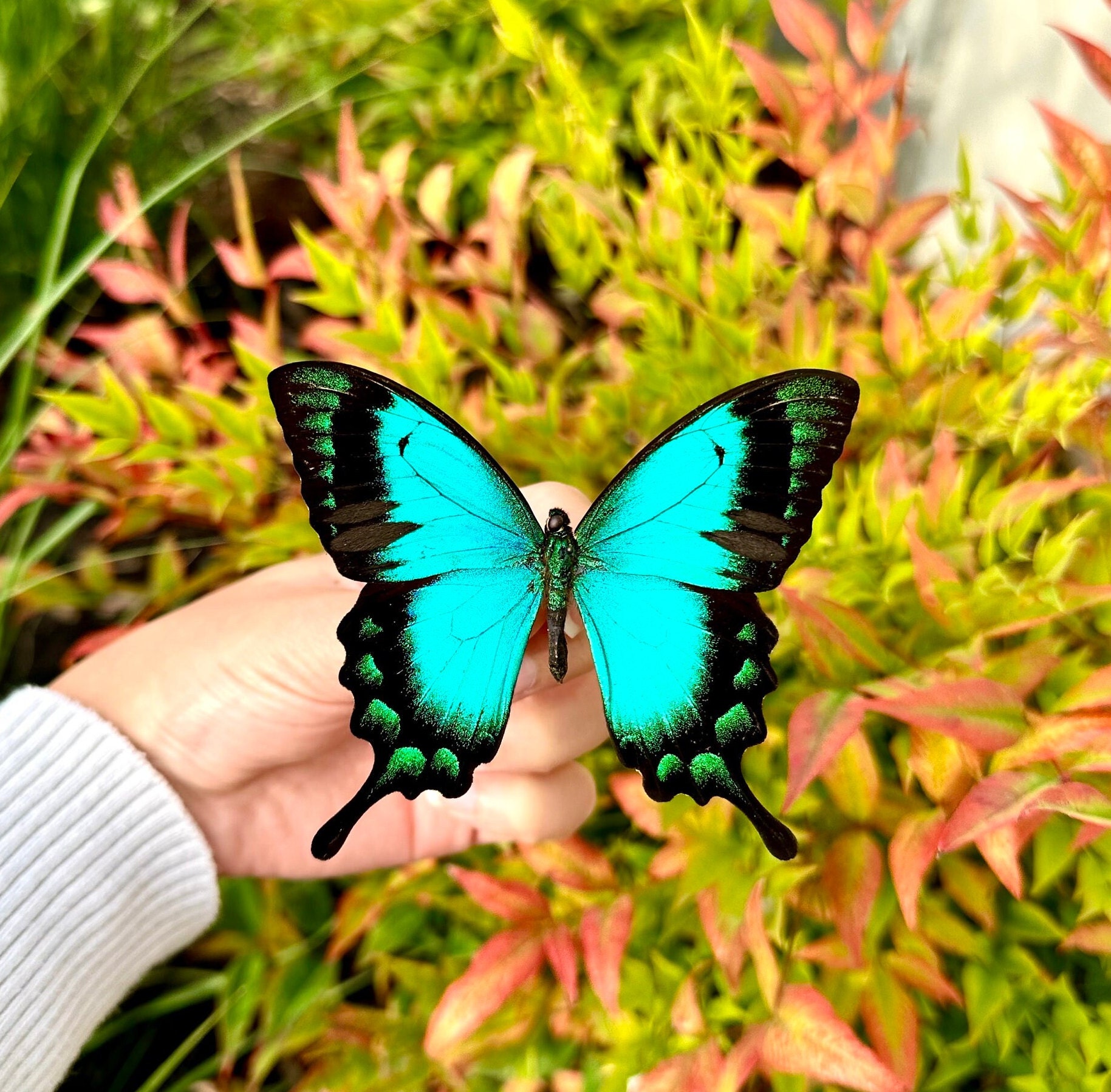 【異常型】オオルリオビアゲハ（インドネシア産、1オス） 2025年最新】オオルリオビアゲハの人気アイテム - メルカリ