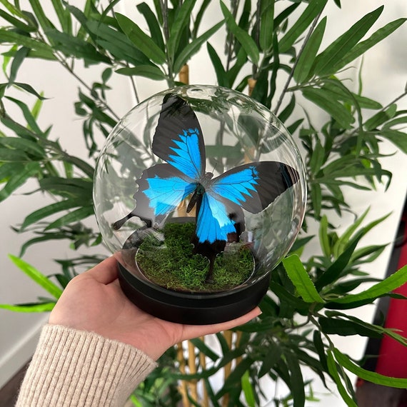 ガラスドームに入ったアゲハチョウ（Papilio Ulysses） - Etsy 日本