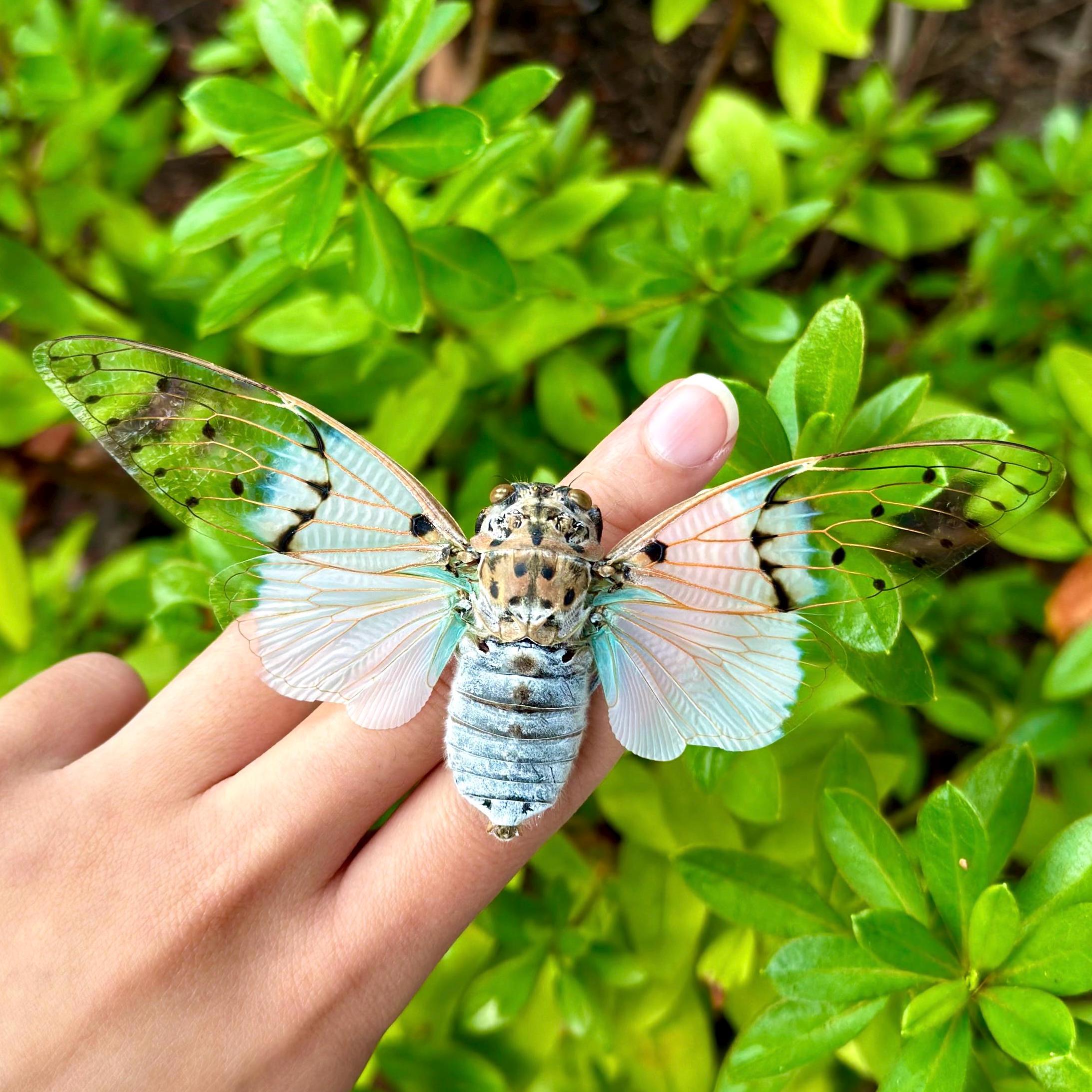 Ayuthia Spectabile Cicada Ghost Cicada A1 Grade Wings Spread A1