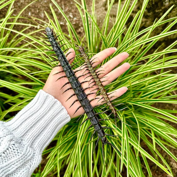 Scolopendra Dehaani、巨大ムカデ、赤頭ムカデ、本物のムカデ、広げて