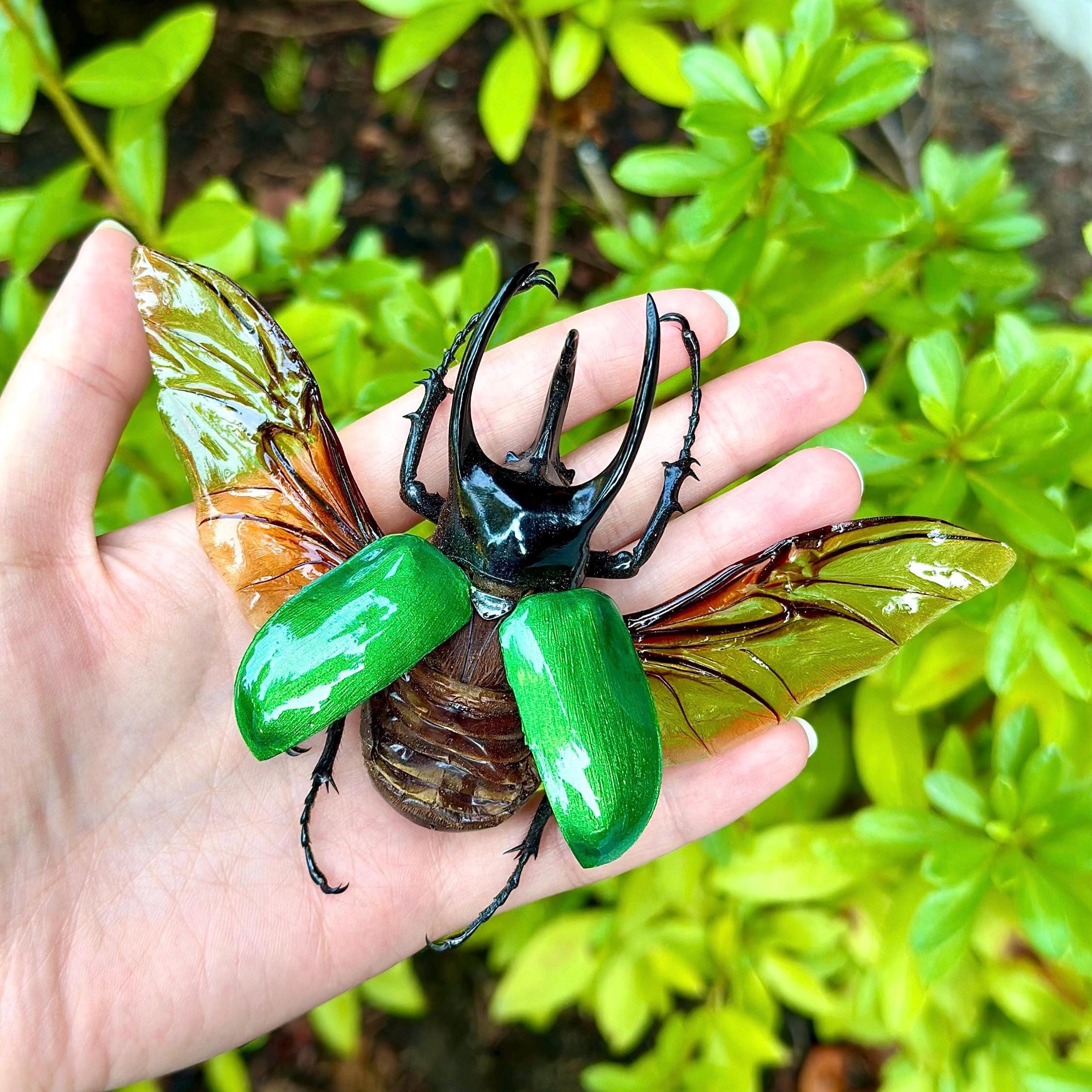 Chalcosoma Atlas Keyboh REAL Rhinoceros Giant Beetle Painted and