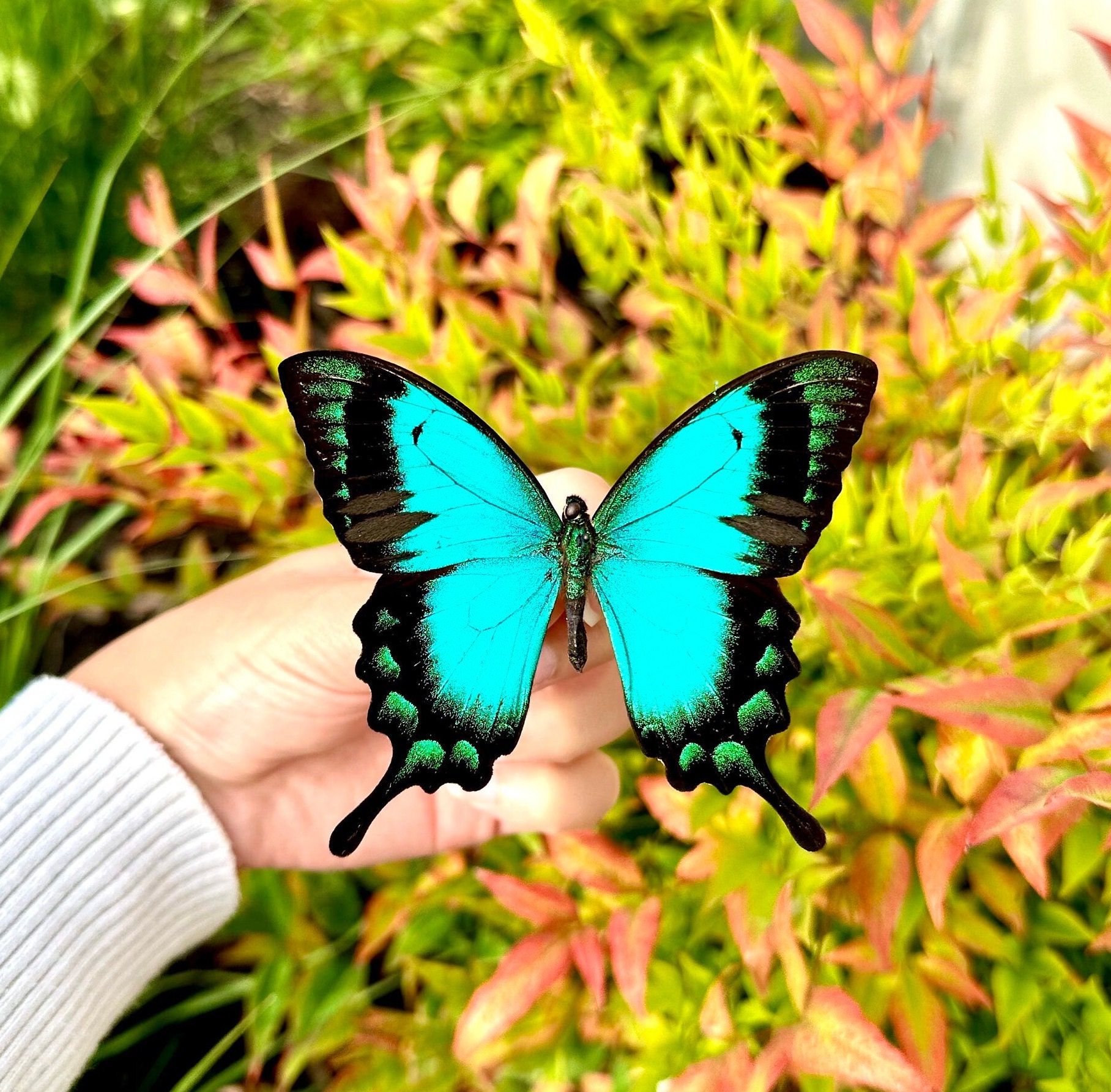 アオアゲハ、インドネシア産 A1 グレード 羽が閉じた状態/開いた状態