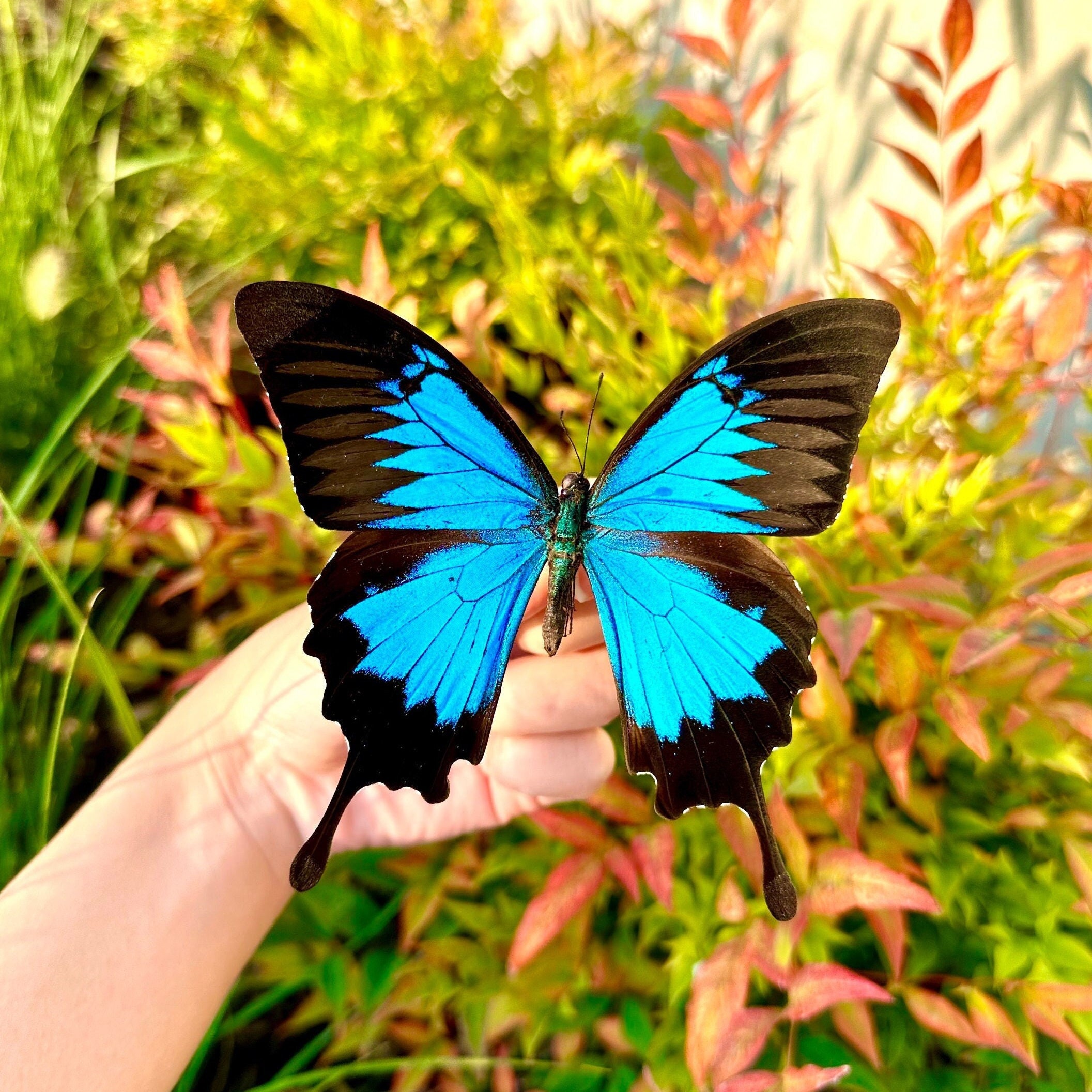 Morpho menelaus & Papilio ulysses 蝶の標本 Morpho menelaus & Papilio ulysses 蝶の標本 Menelaus Blue Morpho