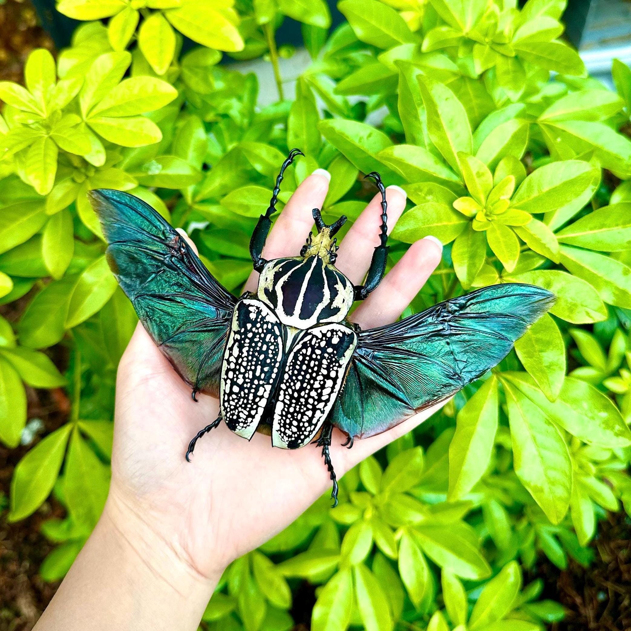 Goliathus Orientalis African Flower Beetle HUGE A1 Grade UNMOUNTED