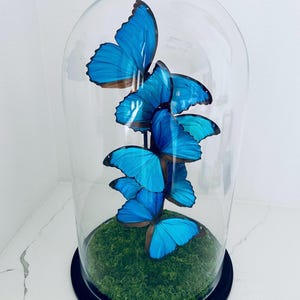 Borboletas Morpho Menelau Azuis Preservadas em Cúpula de Vidro