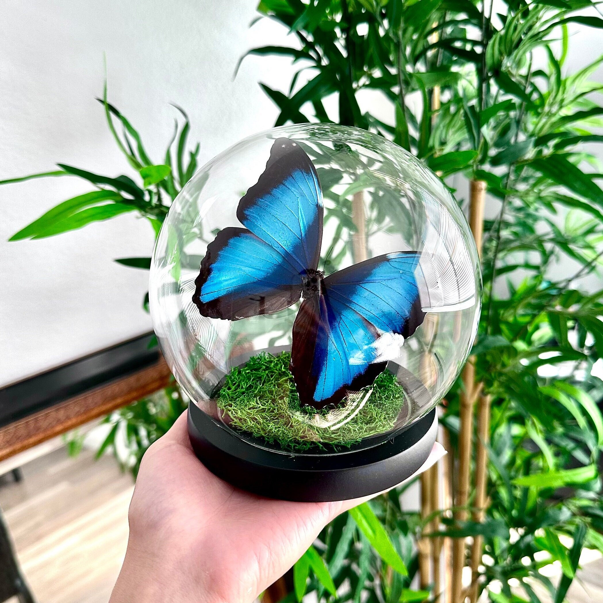 ガラスドームに保存された青い縞模様のモルフォ蝶 - Etsy 日本