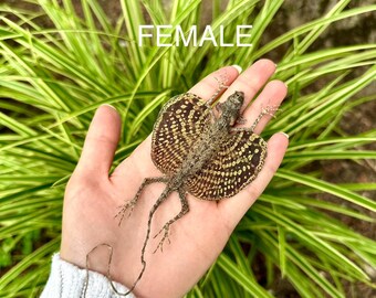 スナフジタ トカゲと植物 皿 il_340x270.6284302142_22i4.jpg
