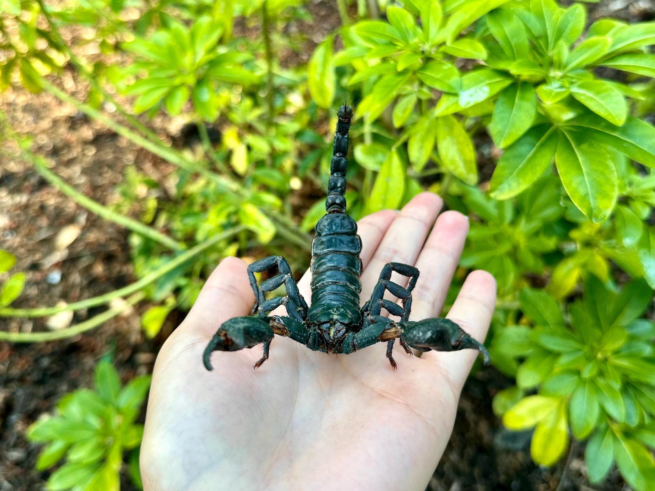 REAL Giant Scorpion SPREAD/UNSPREAD Heterometrus Laoticus Black