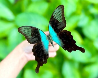 アゲハチョウの標本：アゲハチョウ、A1グレード - Etsy 日本