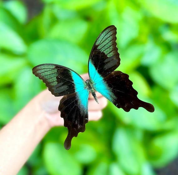 アゲハチョウの標本：アゲハチョウ、A1グレード - Etsy 日本