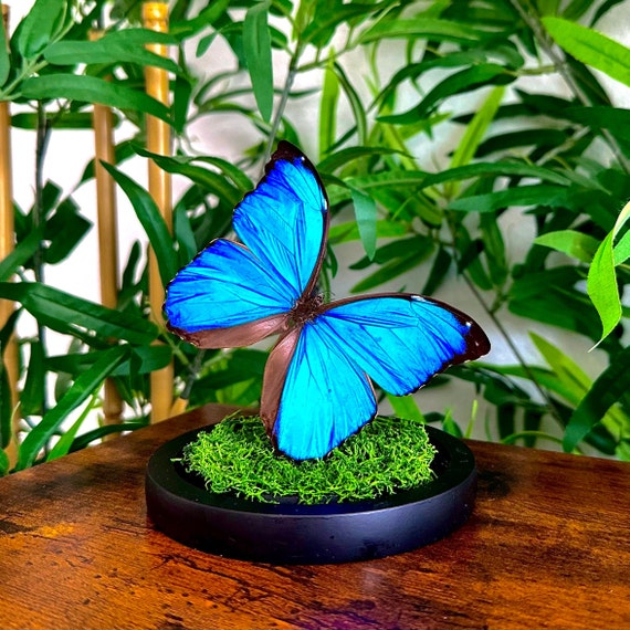 ガラスドームに保存された青いモルフォ蝶メネラウス - Etsy 日本