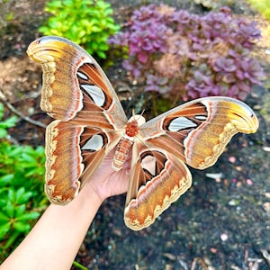 Attacus Atlas Pattern REAL Atlas Moth Attacus Atlas A1 Grade Spread/unspread HUGE - Etsy