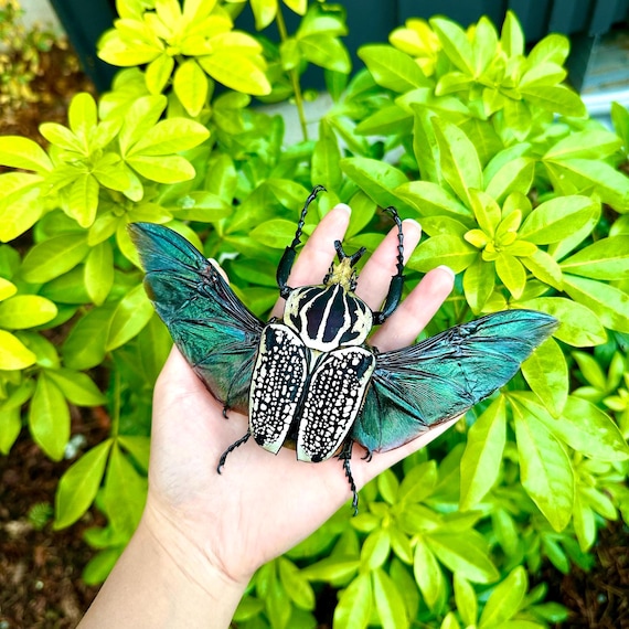 Goliathus Orientalis African Flower Beetle HUGE A1 Grade UNMOUNTED