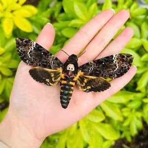 Real Deaths Head Hawk Moth Acherontia Lachesis A1 Grade Unmounted Specimen