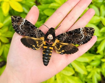 Real Deaths Head Hawk Moth Acherontia Lachesis A1 Grade Unmounted Specimen