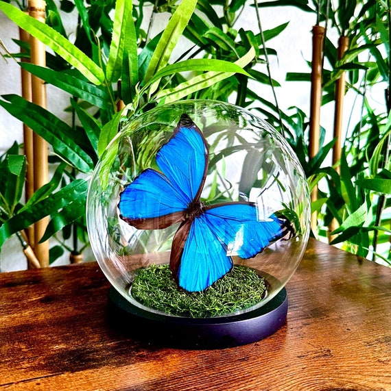ガラスドームに保存された青いモルフォ蝶メネラウス - Etsy 日本