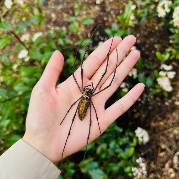 golden orb spider dress price REAL Giant Golden Orb Weaver Spider Nephila Pilipes Unmounted/Unspread –  The Little Caterpillar, LLC