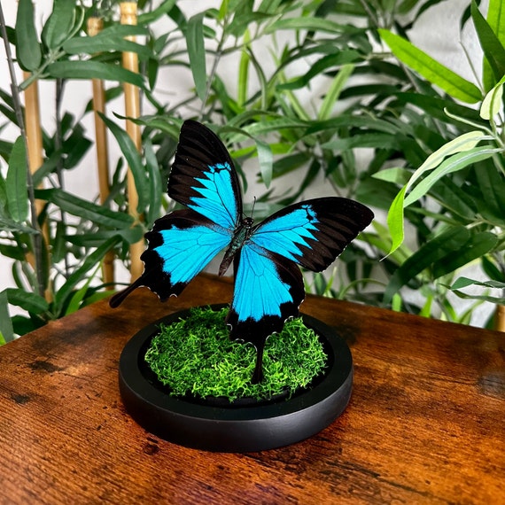 青アゲハ　蝶　ガラス　置物　工芸品 ガラスドームに入ったアゲハチョウ（Papilio Ulysses） - Etsy 日本