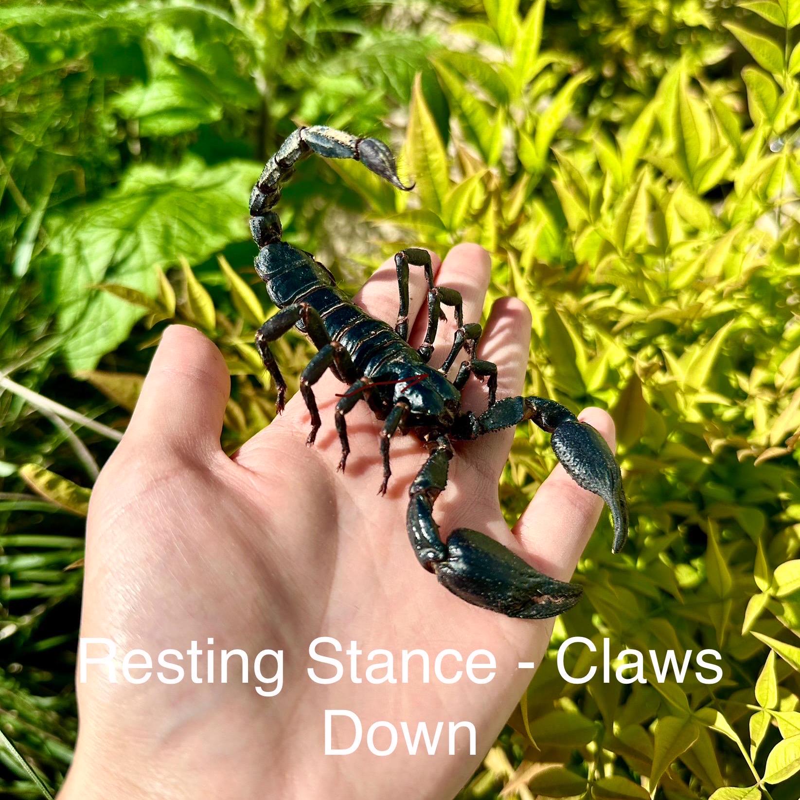 本物の巨大サソリ（スプレッド/未スプレッド）ヘテロメトルス