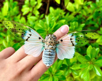 Real Ayuthia Spectabile Cicada Ghost Cicada Milky Cicada White Cicada UNMOUNTED SPREAD A1 Quality RARE