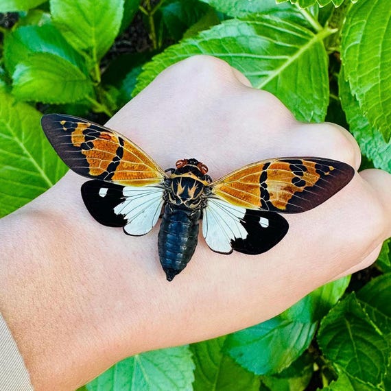 Gaeana Festiva Cicada: A1 Quality Spread Specimen, Ready to Mount