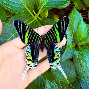 May include: A Urania ripheus moth with black wings featuring vibrant green and iridescent blue-green bands. The upper wings have distinct green stripes, while the lower wings display a gradient of green, blue, and white at the edges.