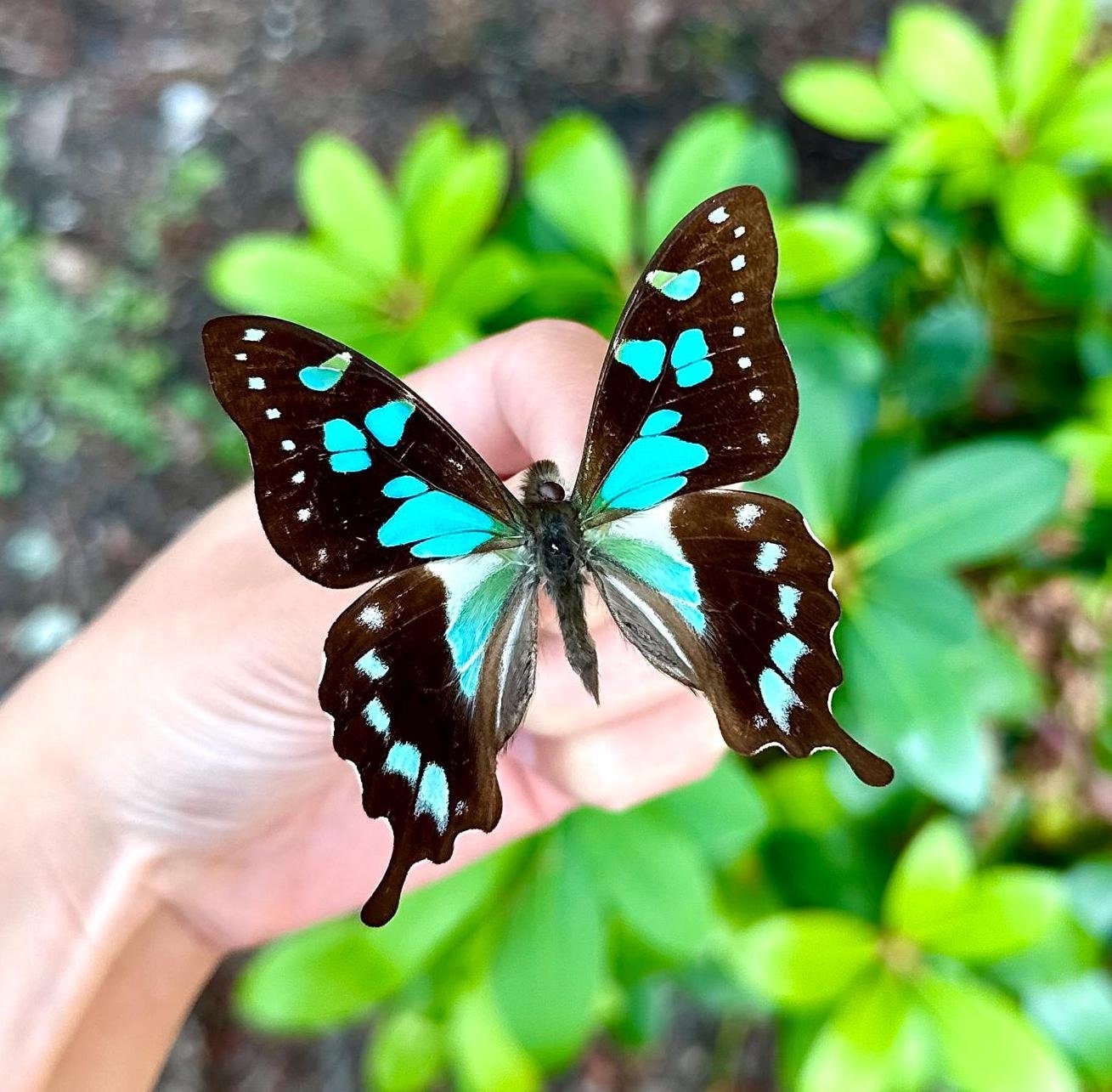 Rare Graphium Stressami Butterfly A1 Grade|Collectors Item Wings Closed/Spread 48mm-60mm Wingspan