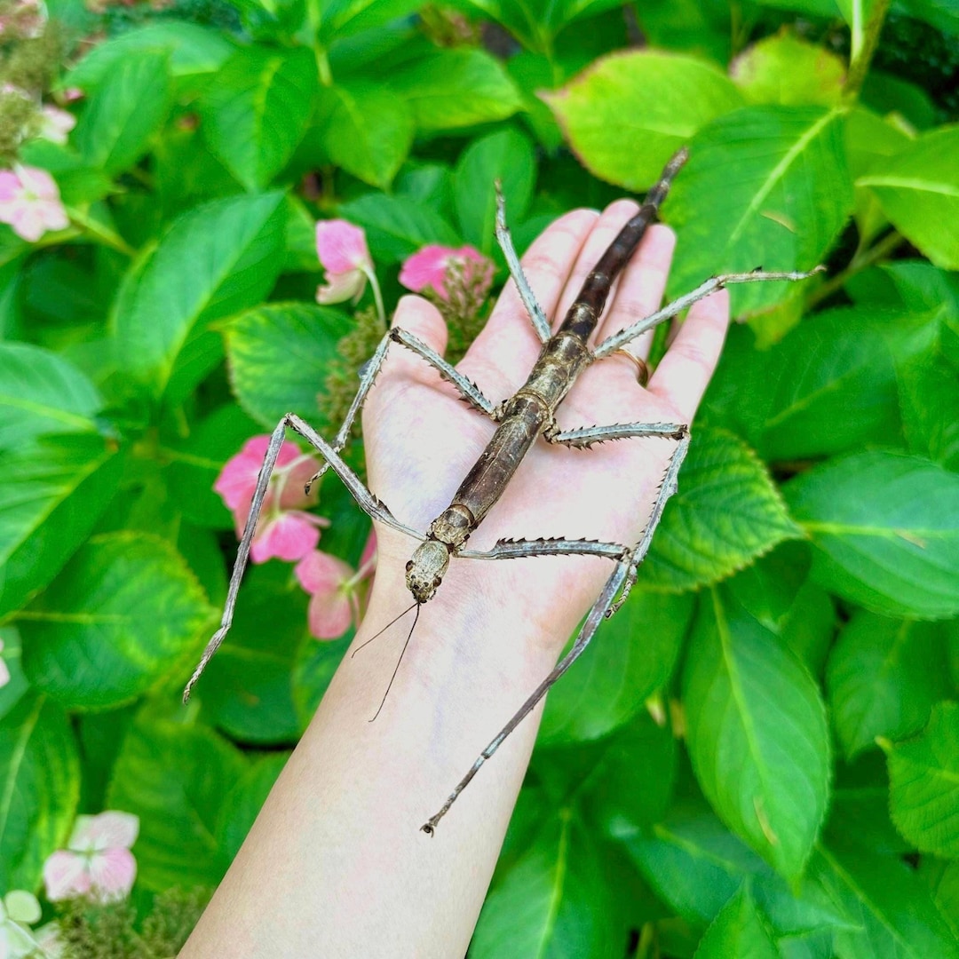 Real Preserved Tirachoidea Westwoodi Female Stick Insect - Etsy