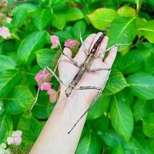 以下が含まれることがあります： 茶色と灰色のナナフシ、別名ナナフシが手に乗っています。昆虫は長く細い脚と触角を持っています。背景には緑の葉とピンクの花があります。