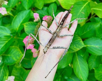 GIANT Stick Insect 'Tirachoidea westwoodi' UNSPREAD Dead Specimen