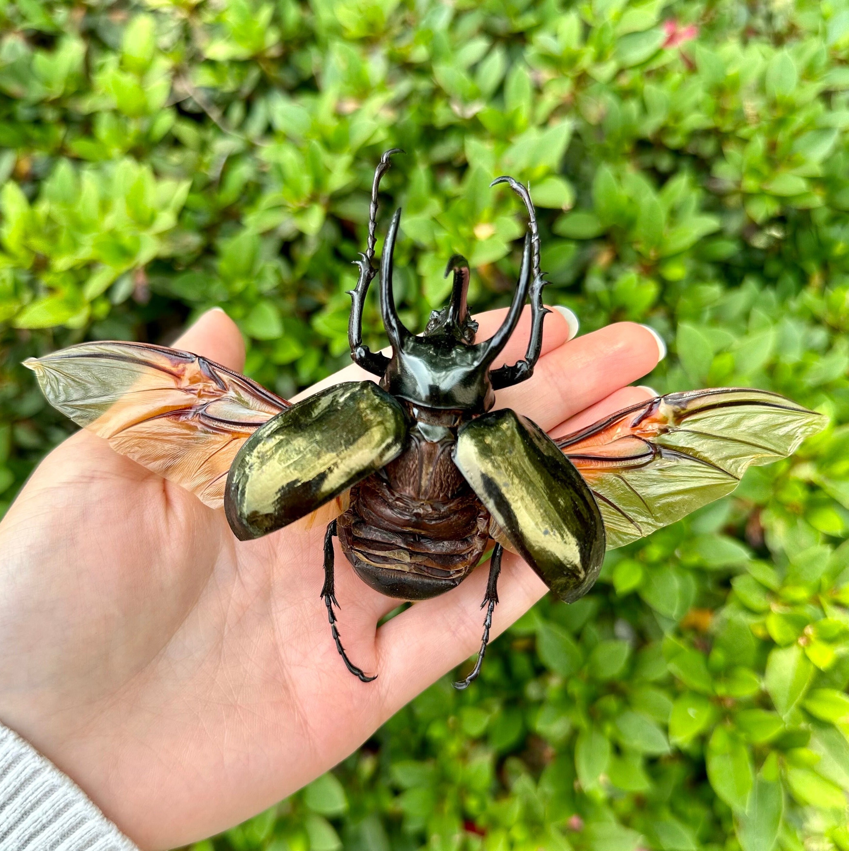 Chalcosoma Atlas Keyboh Rhinoceros Giant Beetle Atlas Beetle HUGE