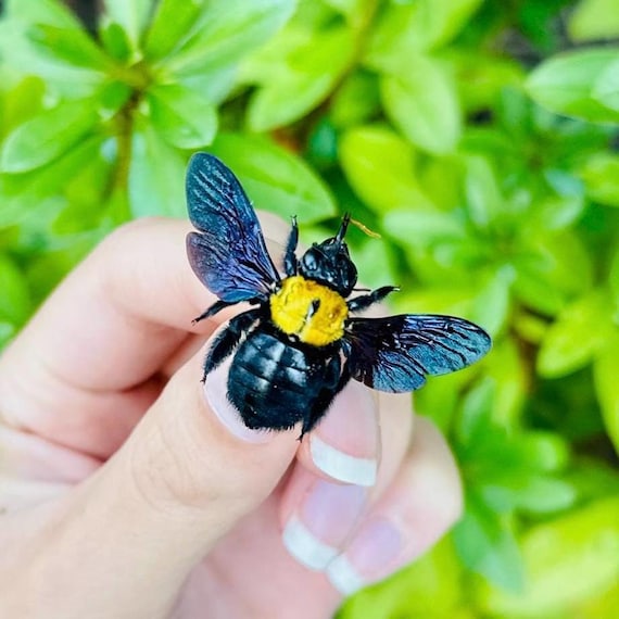 キバチ科クマバチ属（Xylocopa Confusa）が昆虫を拡散 - Etsy 日本