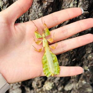 Insect Without Appendages Real Leaf Insect Phyllium Pulchrifolium A1 Quality SPREAD Walking Leaf ...