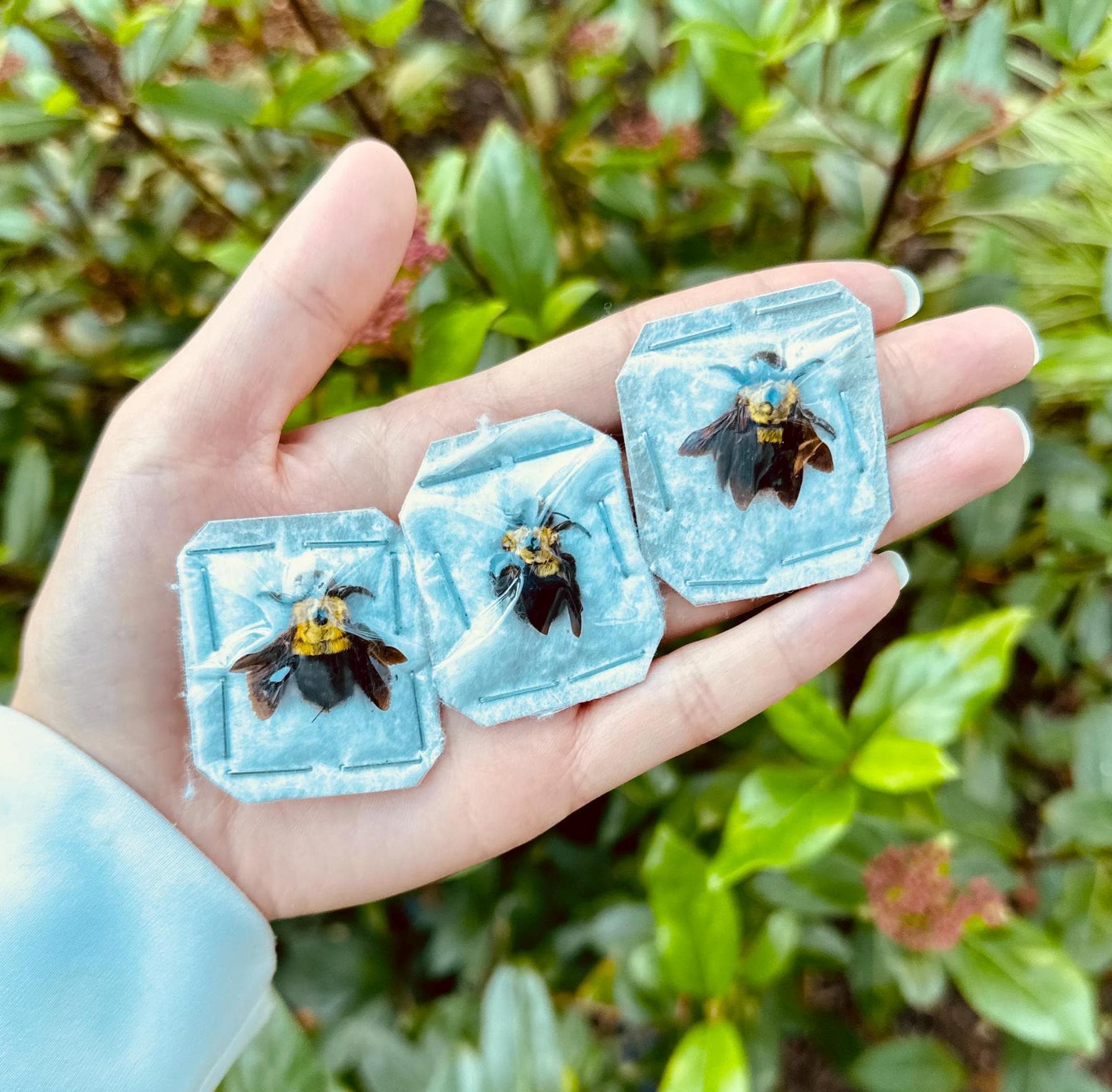 Yellow Carpenter Bees, Xylocopa Olivacea Unspread Insects - Etsy