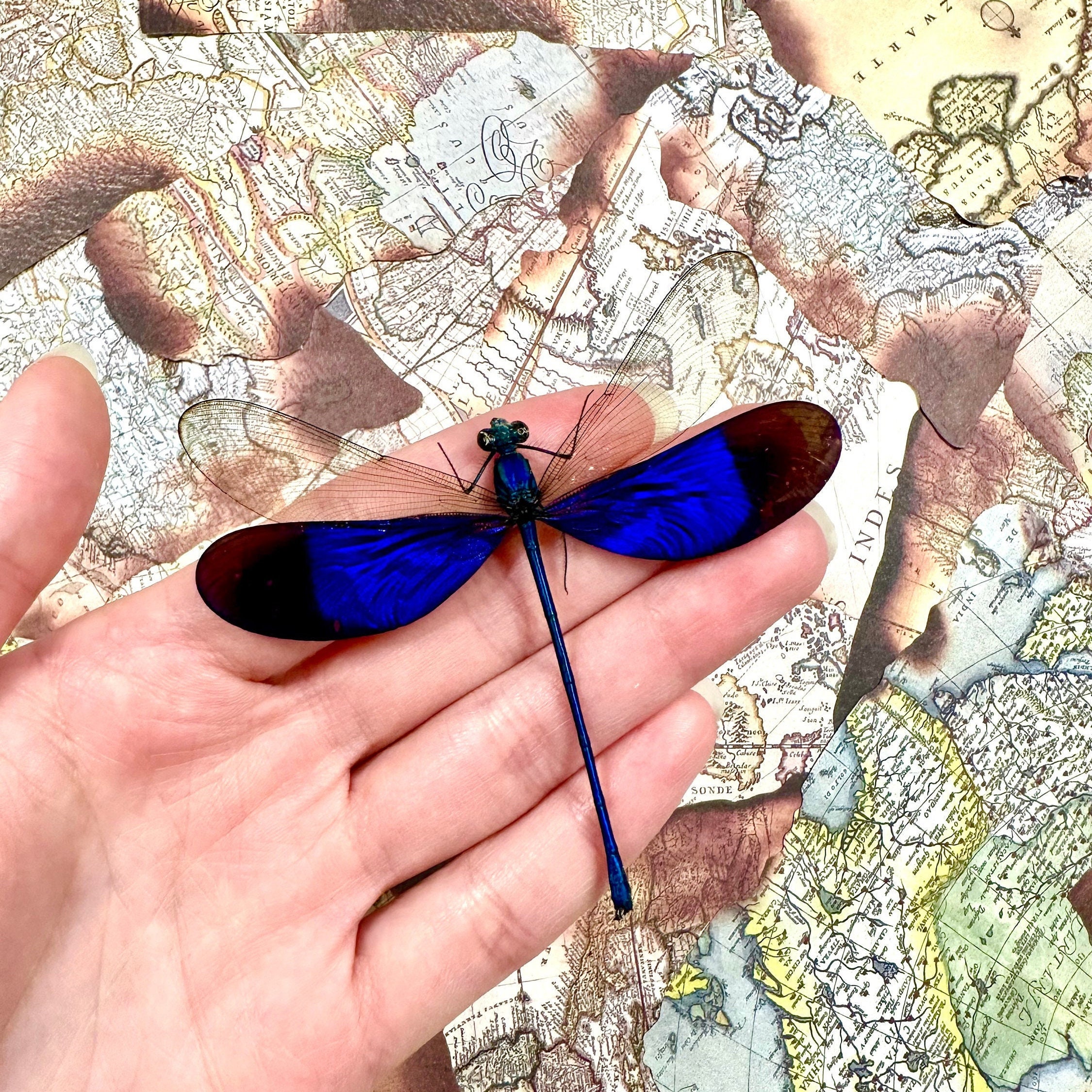 Dragonfly taxidermy - Etsy 日本