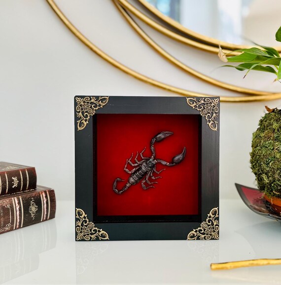 Real Framed Scorpion Shadow Box Insect Frame Taxidermy Taxadermy