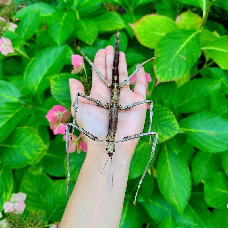 Real Preserved Tirachoidea Westwoodi Female Stick Insect - Etsy