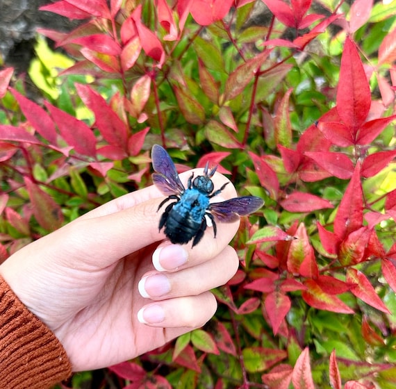 ブルーカーペンターミツバチ、Xylocopa Caerulea 広がる昆虫 - Etsy 日本