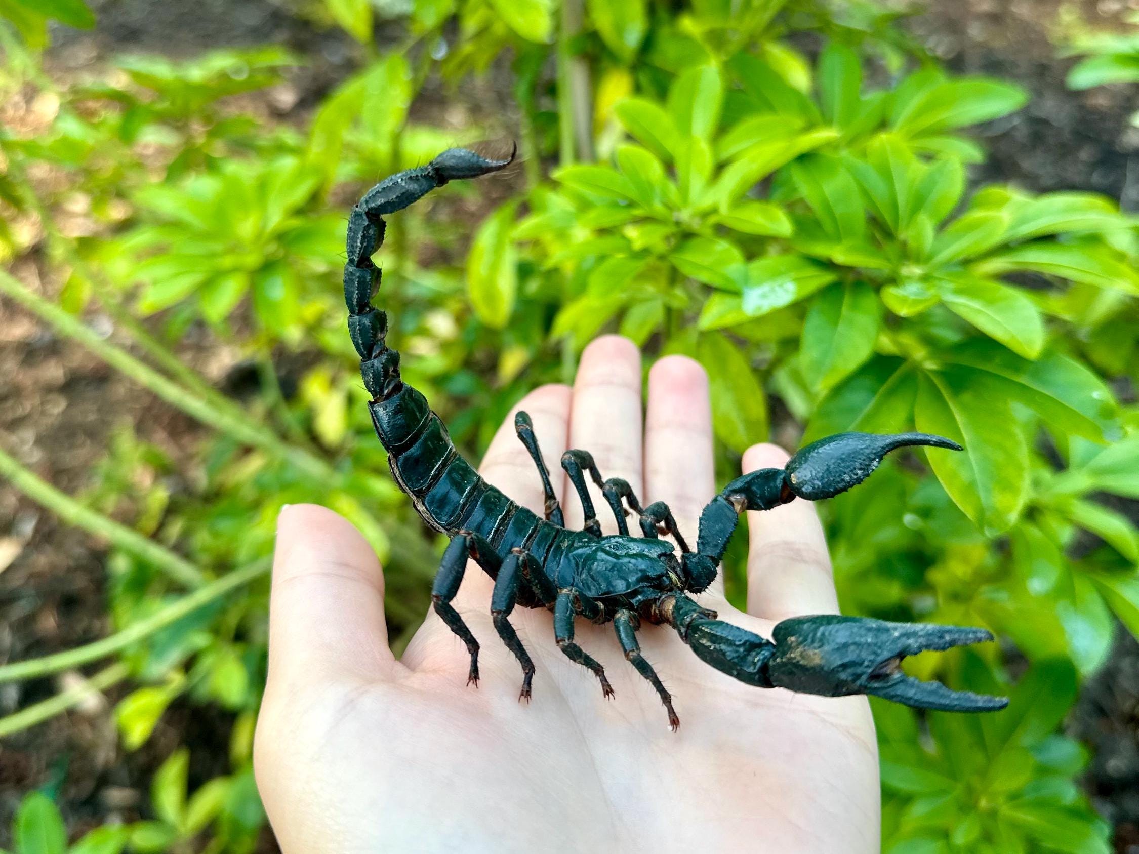REAL Giant Scorpion SPREAD/UNSPREAD Heterometrus Laoticus Black