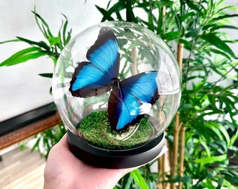ガラスドームに保存された青い縞模様のモルフォ蝶 - Etsy 日本