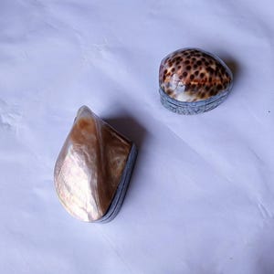 Könnte beinhalten: Zwei kleine Schmuckdosen mit Klappdeckeln. Eine Dose hat einen glatten, schillernden, perlmuttartigen Muscheldeckel auf einem Metallsockel. Die andere Dose hat einen abgerundeten, braun-cremefarben gepunkteten Kaurimuscheldeckel auf einem strukturierten Metallsockel.