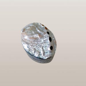 Op de afbeelding: Een witte abalone-schelp met een parelmoerglans en vier zwarte gaten. De schelp is glad en heeft een licht iriserende afwerking.