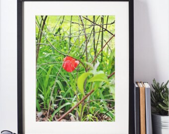 Lonely Tulip Wall Art | Art Print | Photography | Home Decor