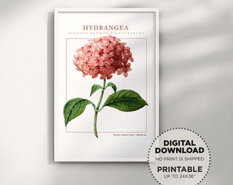 Pink Hydrangea Flower Vintage Printable Wall Art, Digital Download Hydrangea Print Vintage Illustration, Mother’s Day Gift, Modern Farmhouse