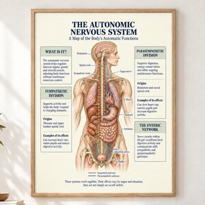 Autonomic Nervous System Poster | Sympathetic Parasympathetic Anatomy Chart | Enteric Pathways Wall Art | Brainstem Vagus Nerve Study Print