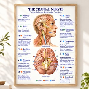 Könnte beinhalten: Ein medizinisches Lehrplakat mit dem Titel The Cranial Nerves, Twelve Pairs and Their Major Functions. Es zeigt ein Seitenprofil eines menschlichen Kopfes und Halses, eine Ansicht des Gehirns von unten und eine Liste von zwölf Nerven.