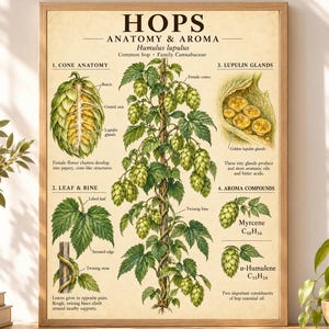 Hops Anatomy - Etsy UK